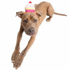 Cupcake Dog Hat Costume Pet Accessories Pet Krewe 