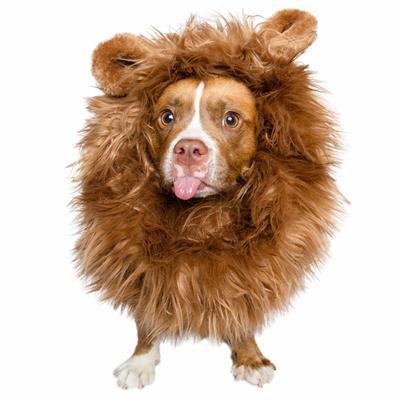 CPPSLEE Lion Mane for Dog Costumes, Dog Lion Mane, Realistic Lion